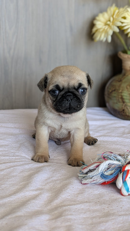 PUG (01/10) MALE