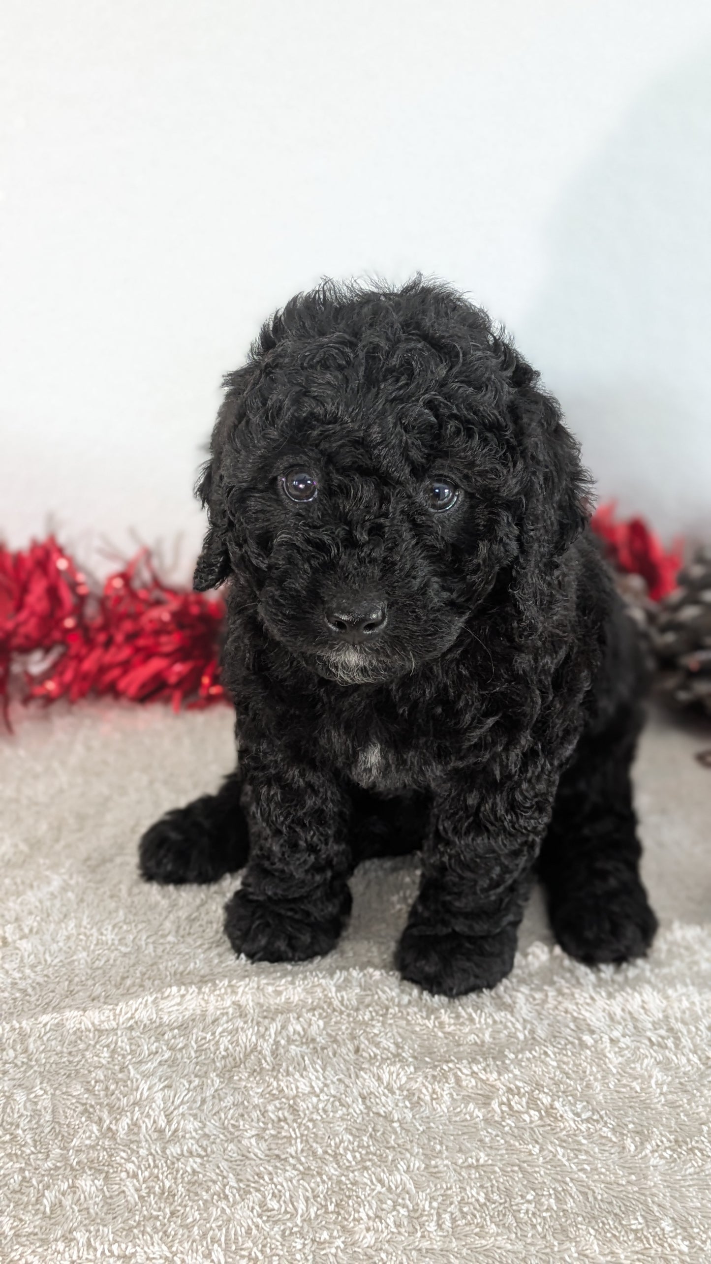 MINI BERNEDOODLE (10/14) FEMALE