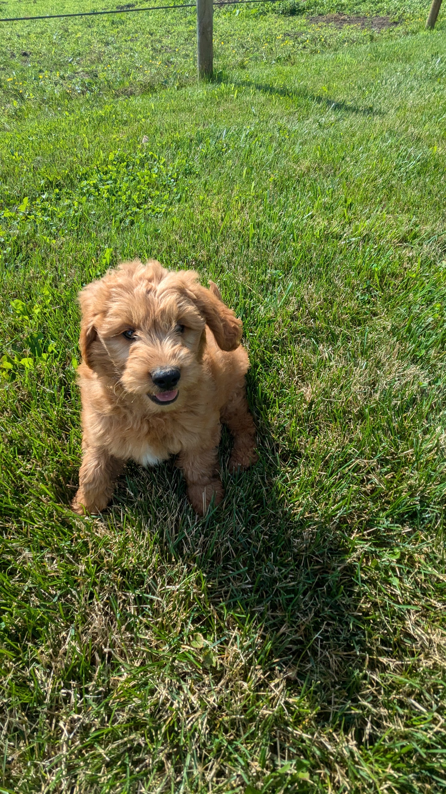 GOLDENDOODLE (05/03) MALE