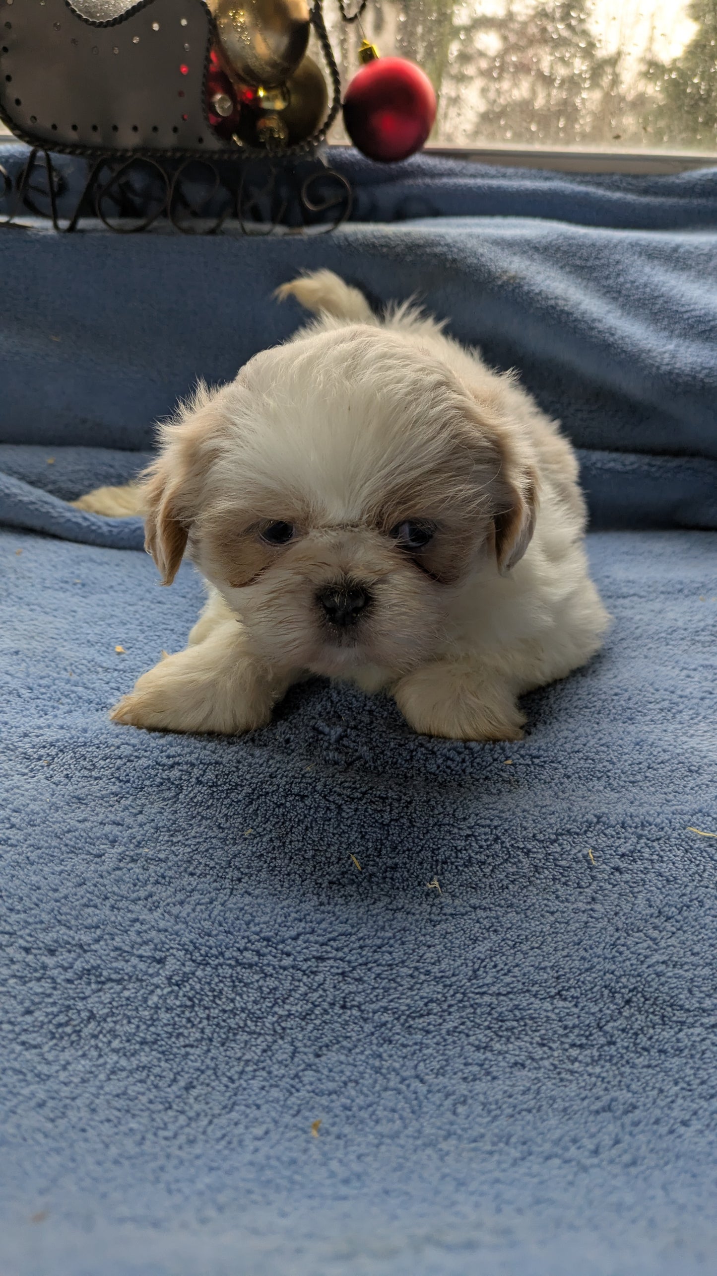 SHIH TZU (10/28) FEMALE