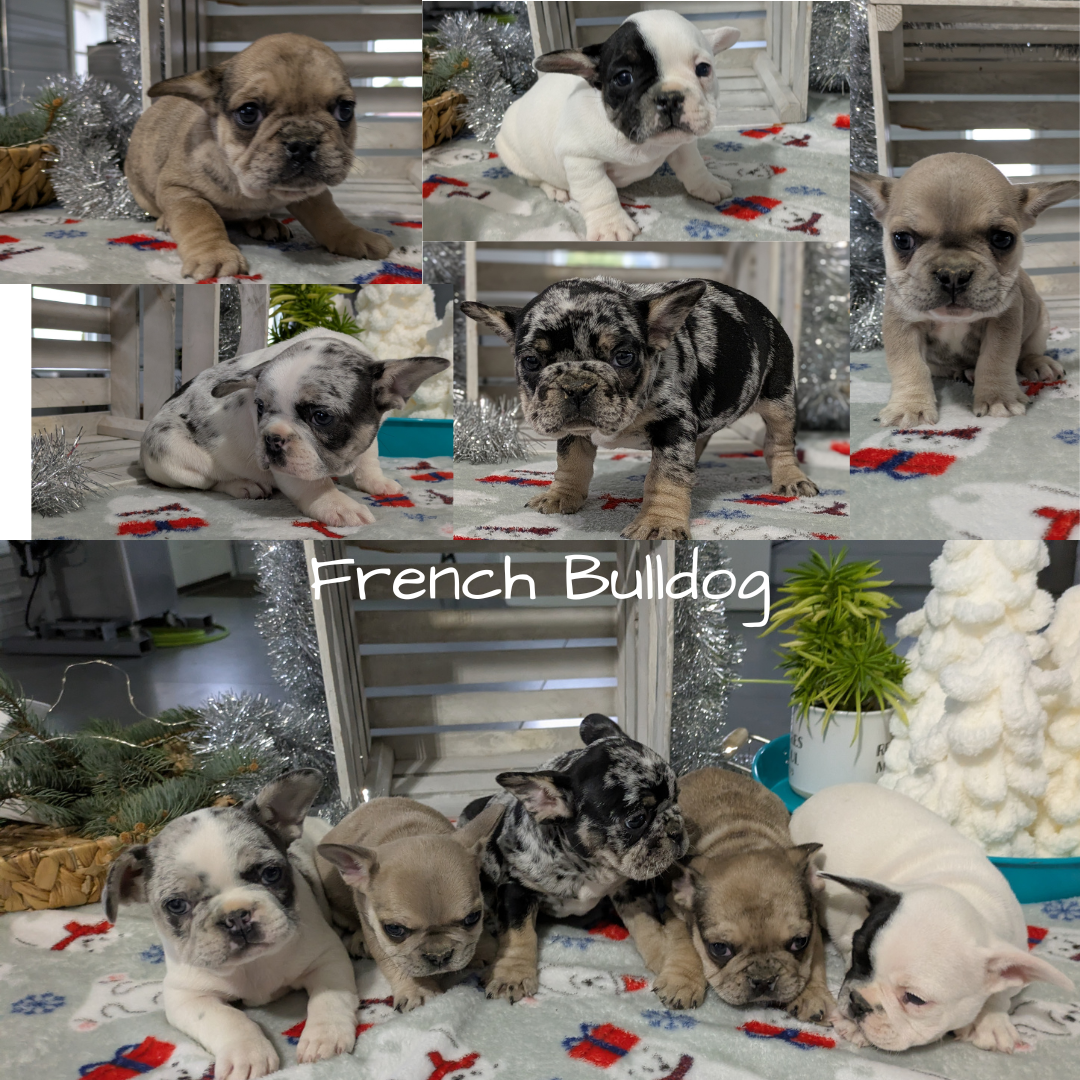 FRENCH BULLDOG (11/01) FEMALE