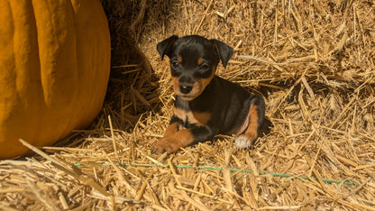 MINI PINSCHER (08/25) FEMALE