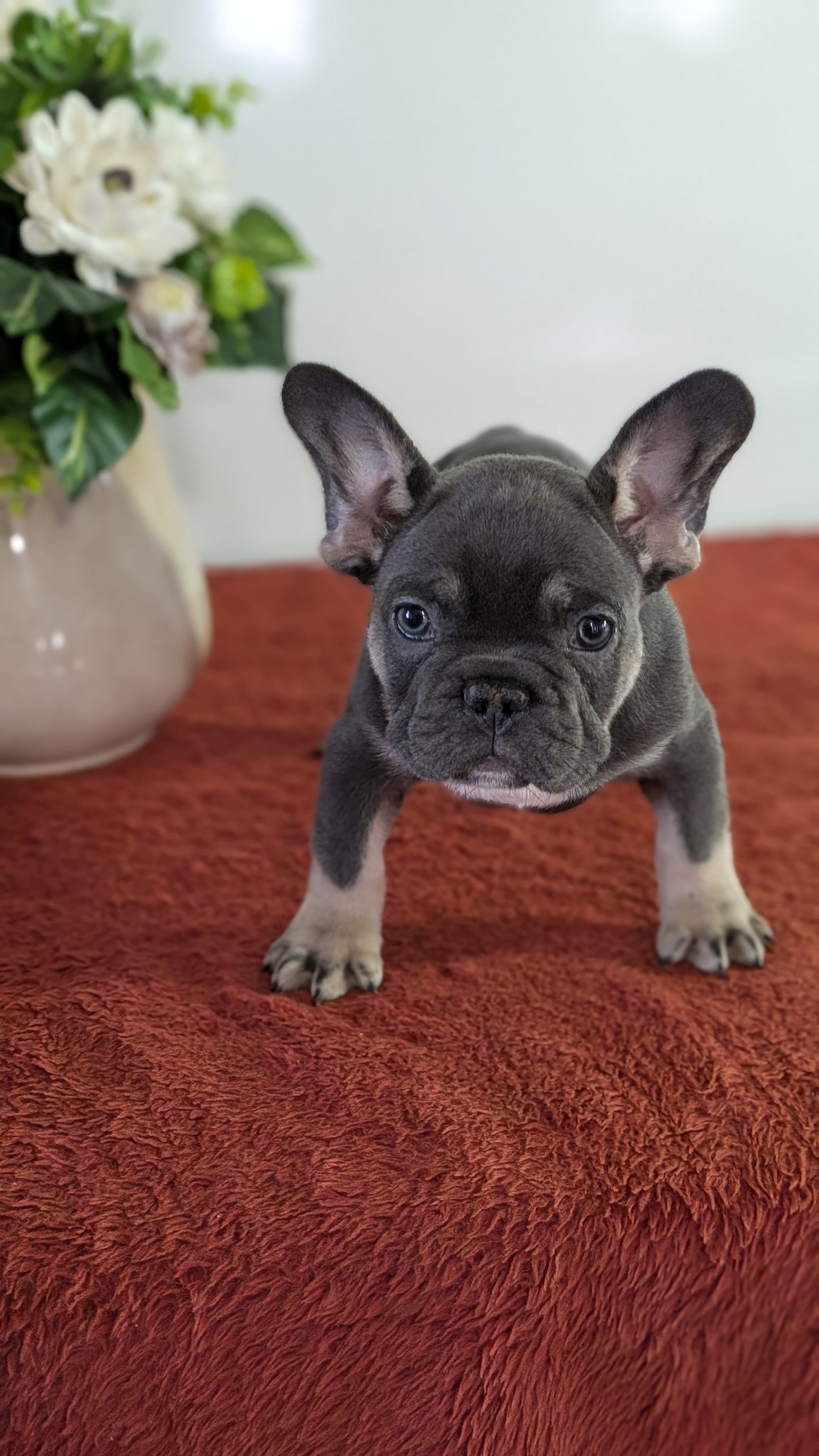 FRENCH BULLDOG (12/21) MALE