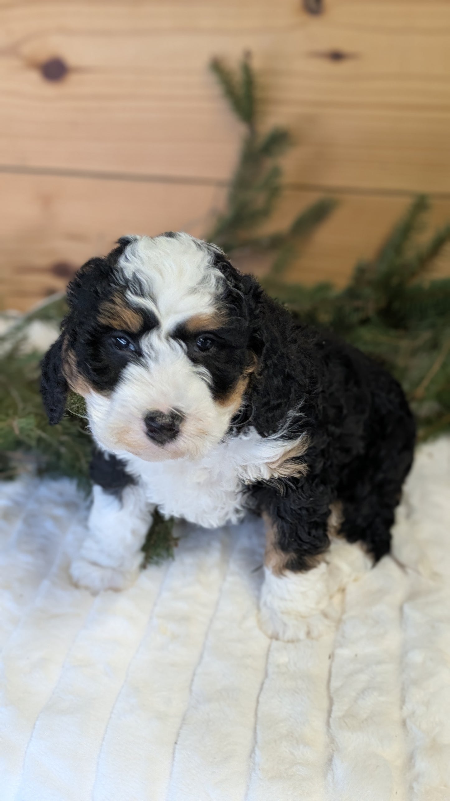 MINI BERNEDOODLE (11/28) FEMALE