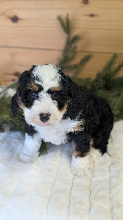 MINI BERNEDOODLE (11/28) FEMALE