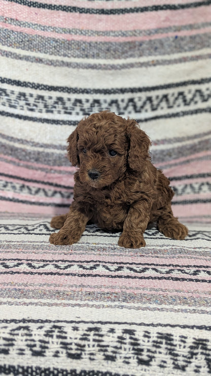 TOY POODLE (12/27) FEMALE