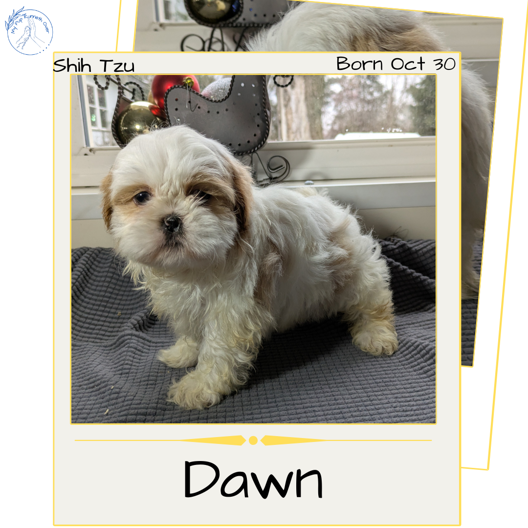 SHIH TZU (10/30) FEMALE