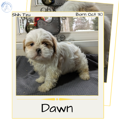 SHIH TZU (10/30) FEMALE