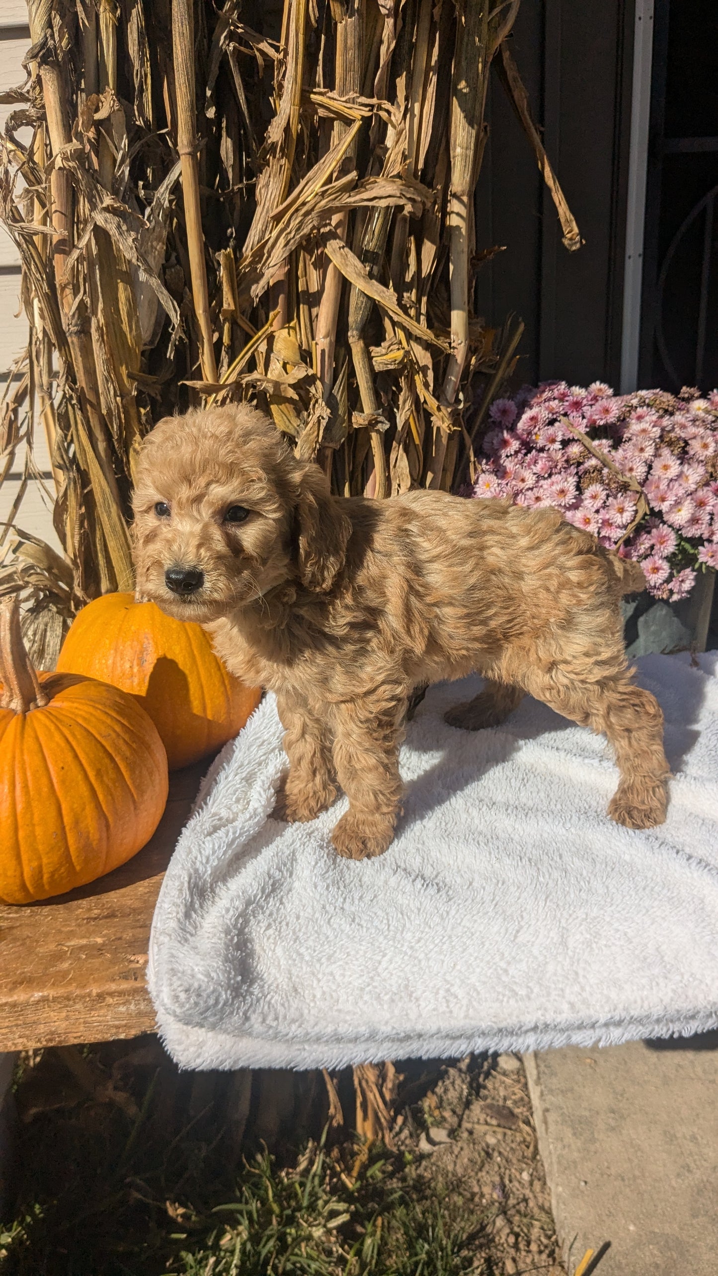 MINI POODLE (08/20) MALE