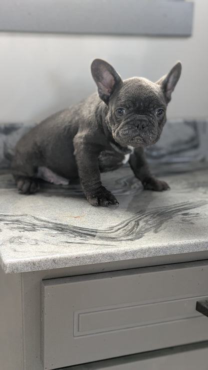 FRENCH BULLDOG (10/12) MALE