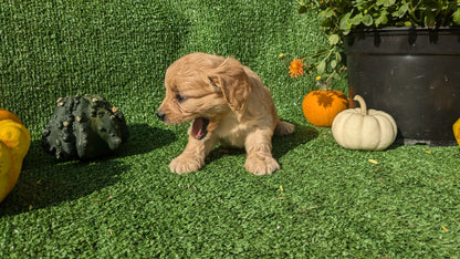 CAVAPOO (08/13) FEMALE