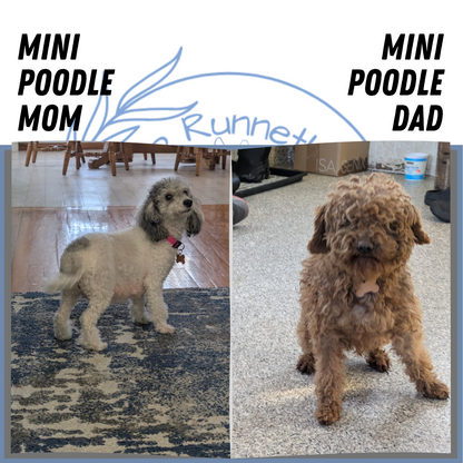 MINI POODLE (01/10) FEMALE