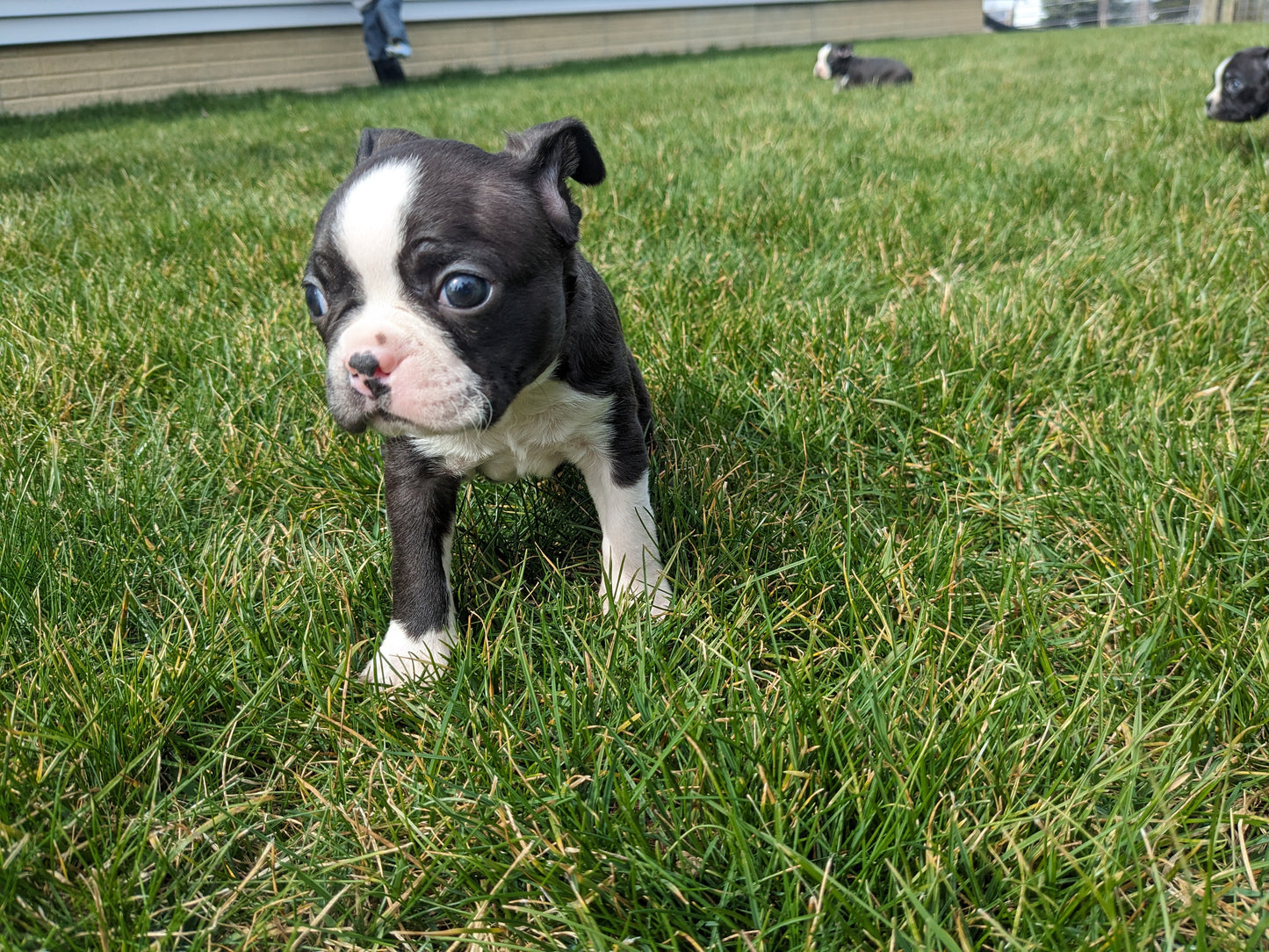 BOSTON TERRIER (02/04) MALE