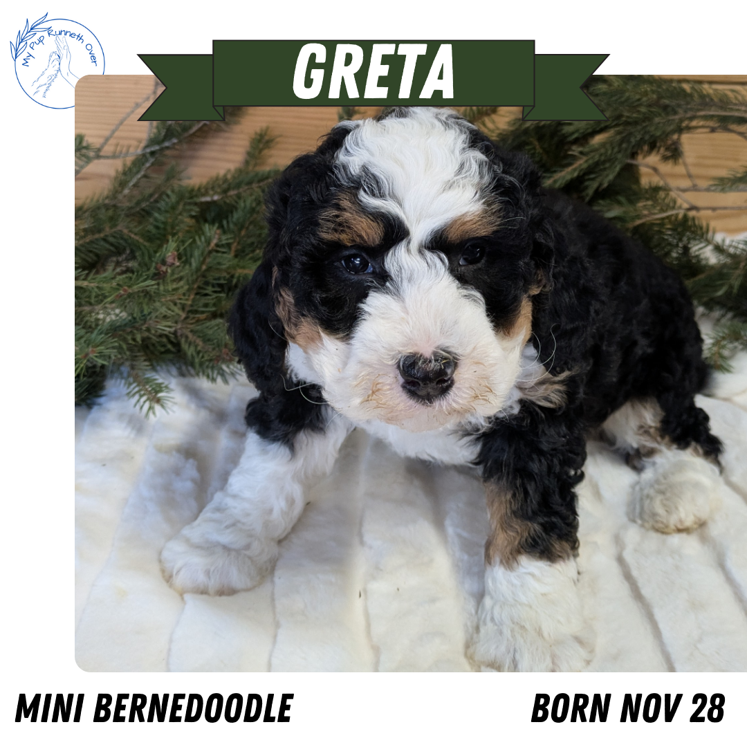 MINI BERNEDOODLE (11/28) FEMALE