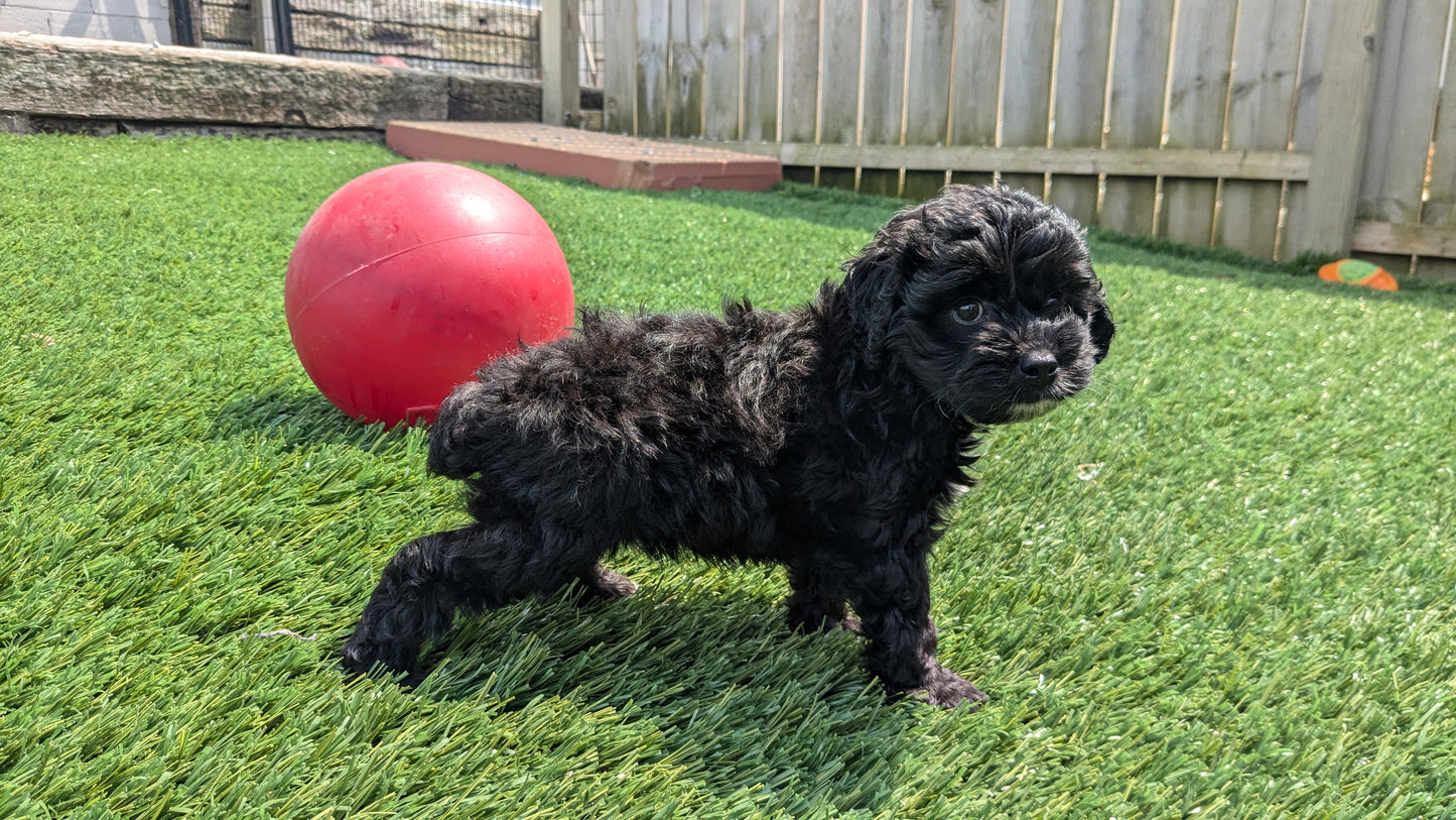 COCKAPOO (06/28) MALE