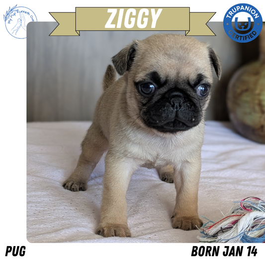 PUG (01/10) MALE