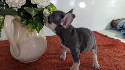 FRENCH BULLDOG (12/21) FEMALE