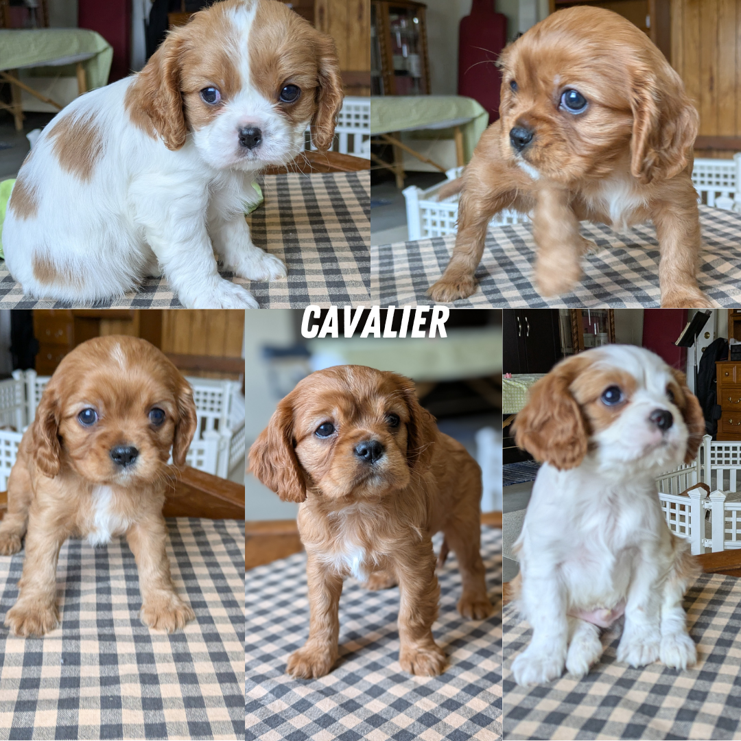 CAVALIER (12/26) MALE