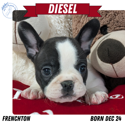 FRENCHTON (12/24) MALE