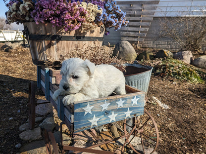 MINI SCHNAUZER (12/27/23) FEMALE