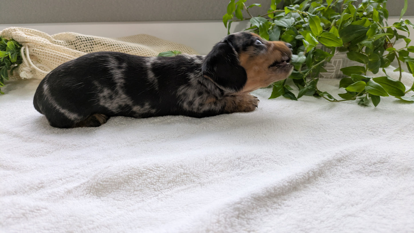 MINI DACHSHUND (01/27) MALE