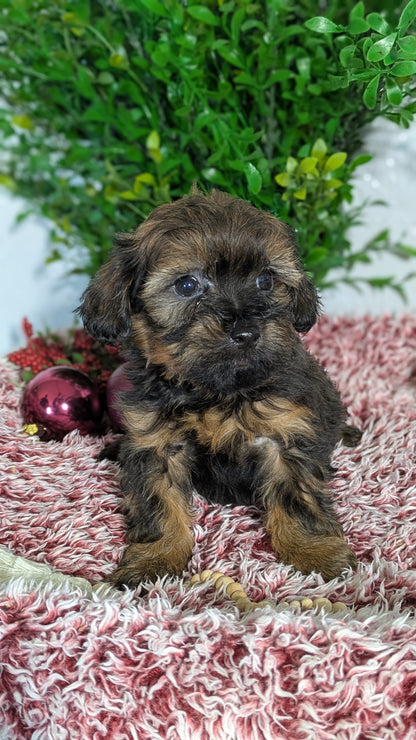 SHIHPOO (10/19) MALE