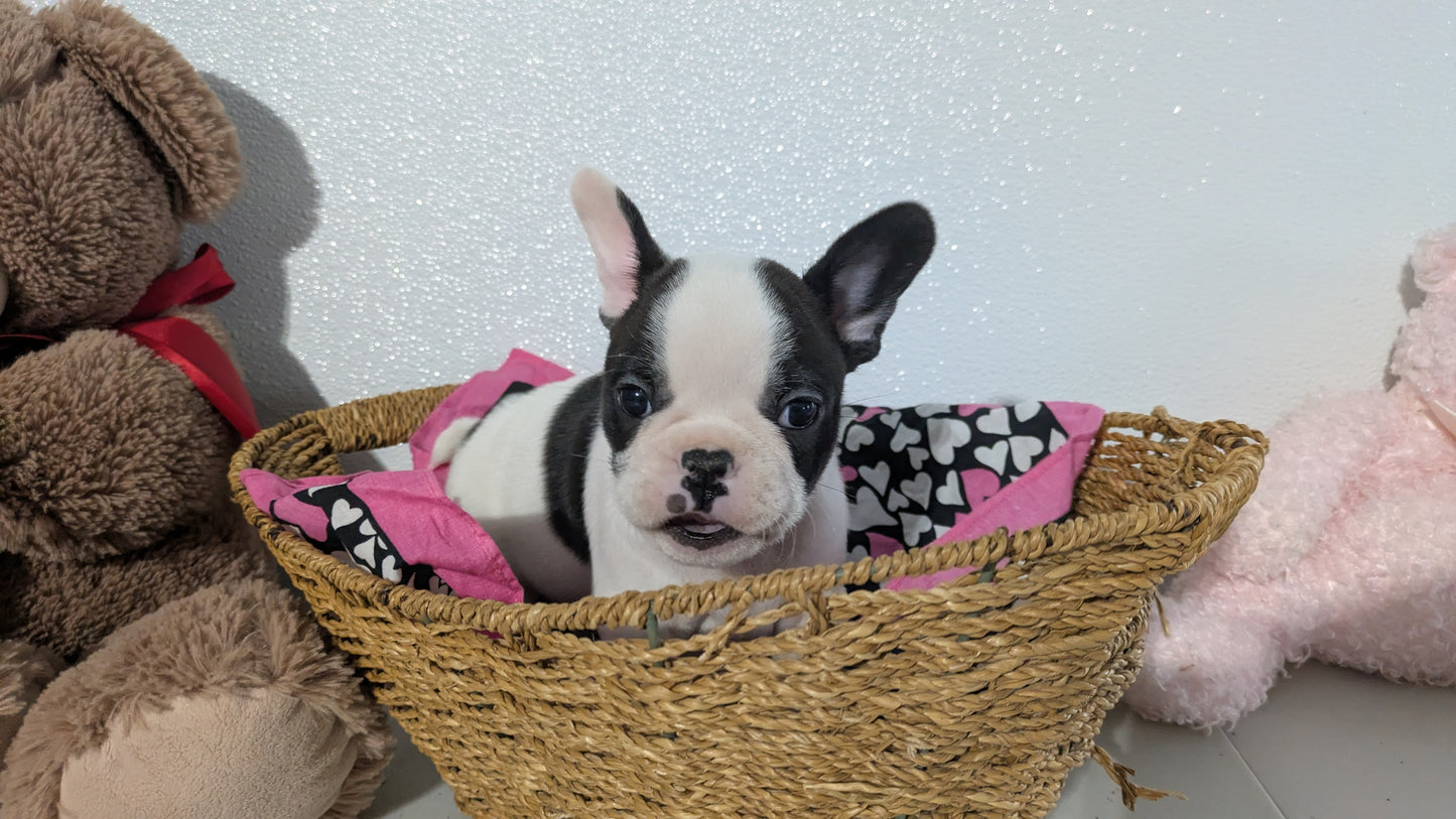 FRENCHTON (12/24) MALE