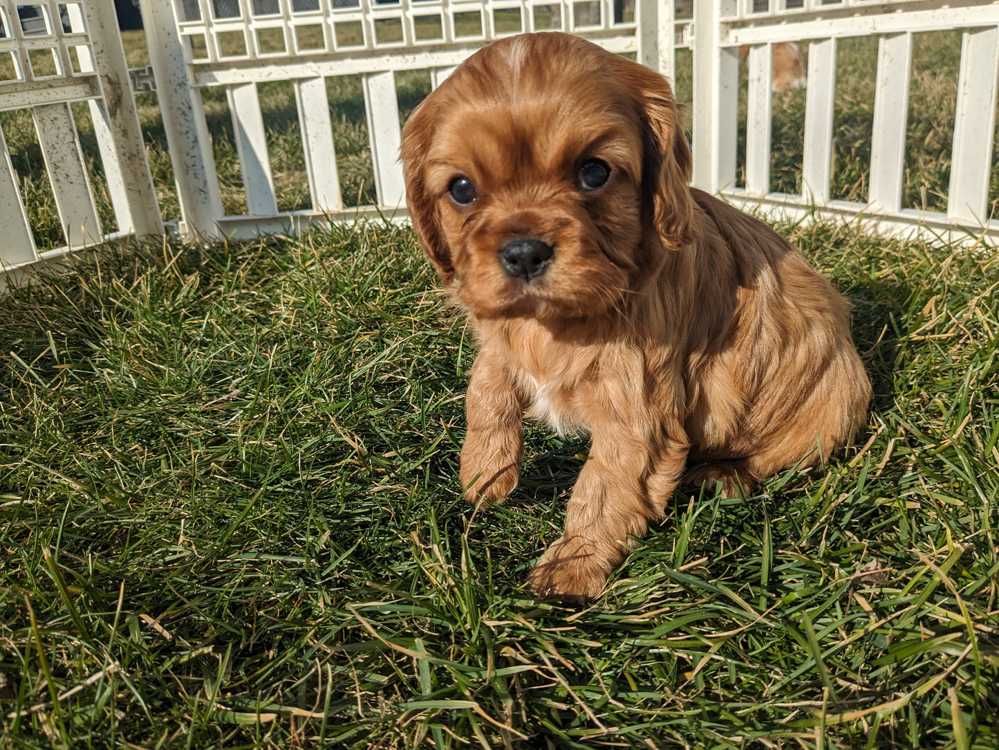 CAVALIER (1/1/24) MALE