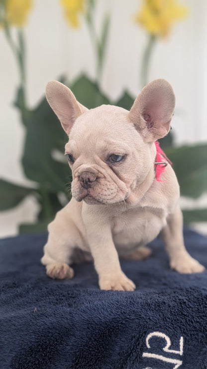 FRENCH BULLDOG (04/17) FEMALE