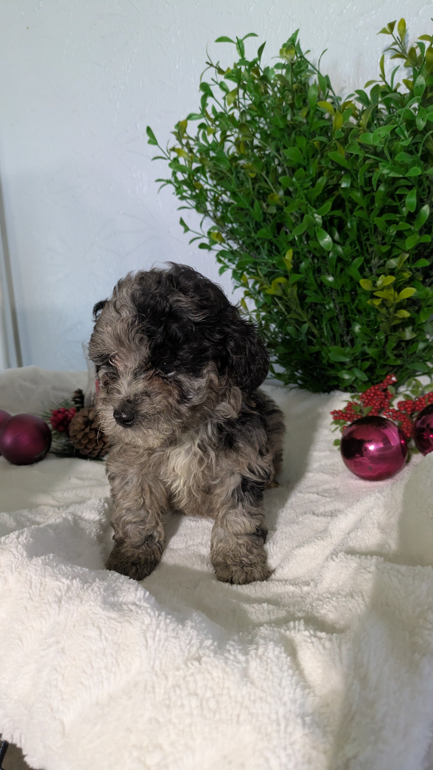 SHIHPOO (10/19) FEMALE