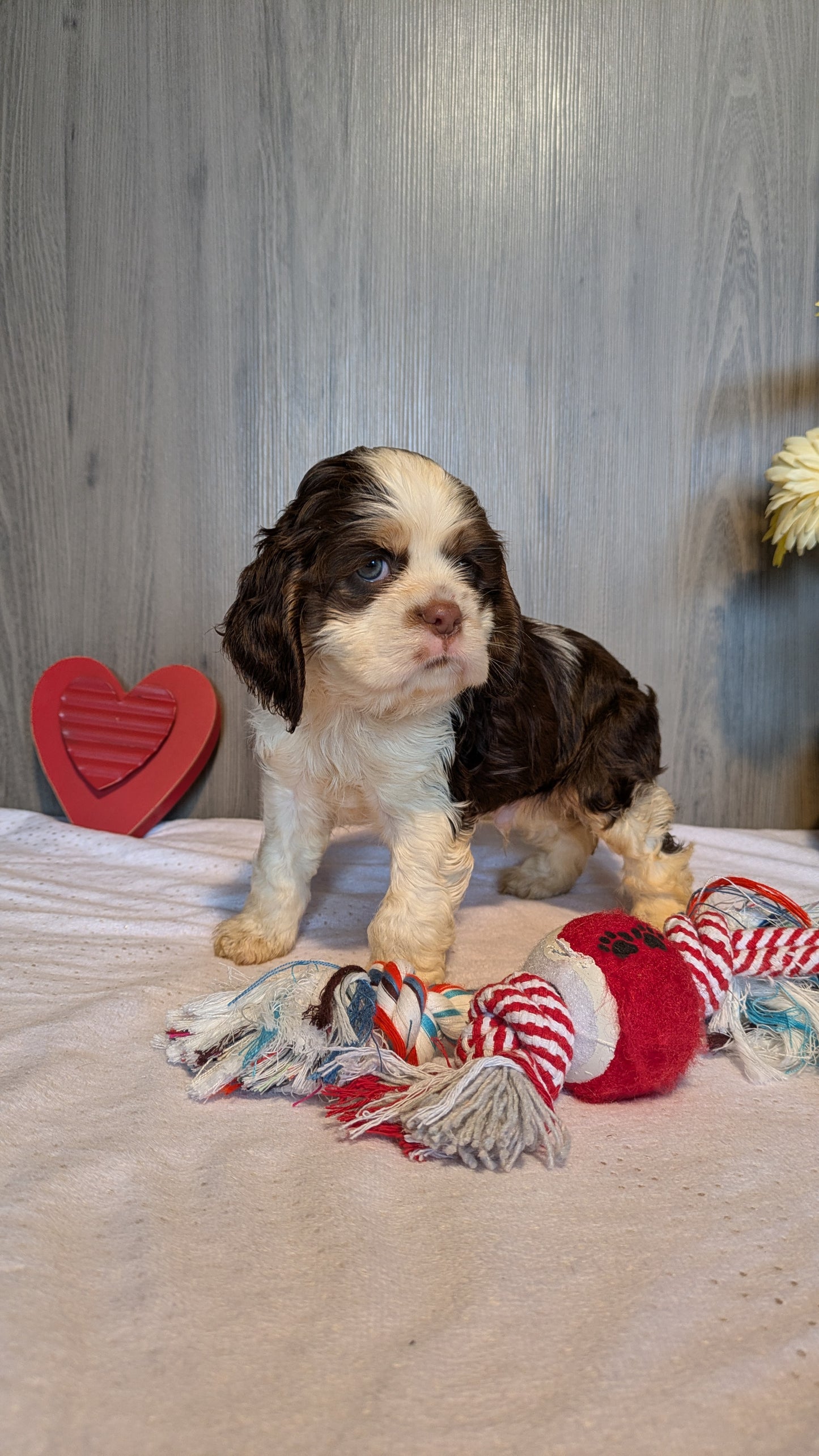 COCKER SPANIEL (12/21) MALE