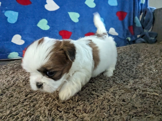 SHIH TZU (12/24/23) FEMALE