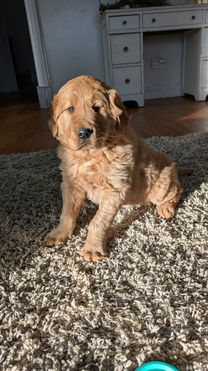 GOLDEN RETRIEVER (10/22) FEMALE