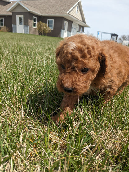 CAVAPOO (03/07) FEMALE