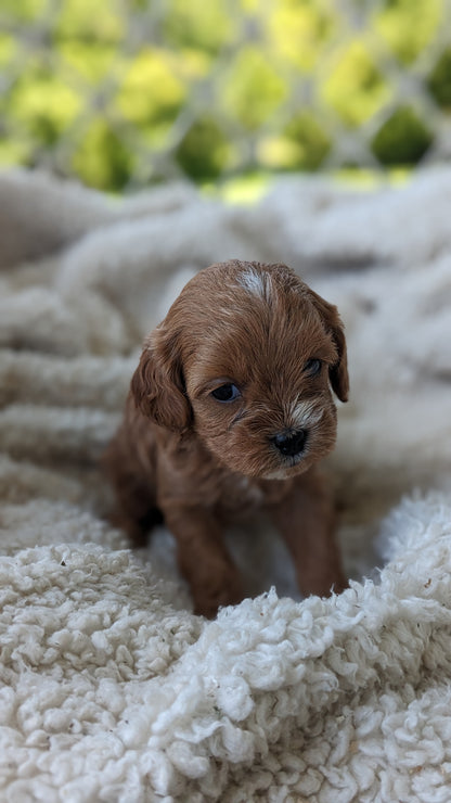 CAVAPOO (05/12) FEMALE