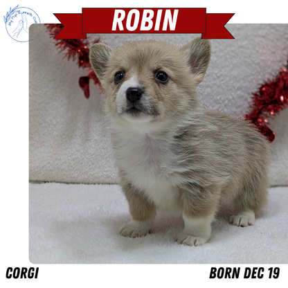 CORGI (12/19) FEMALE