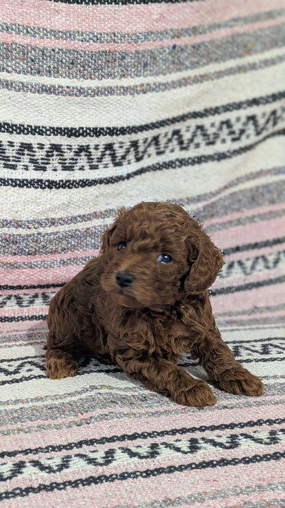 TOY POODLE (12/27) MALE