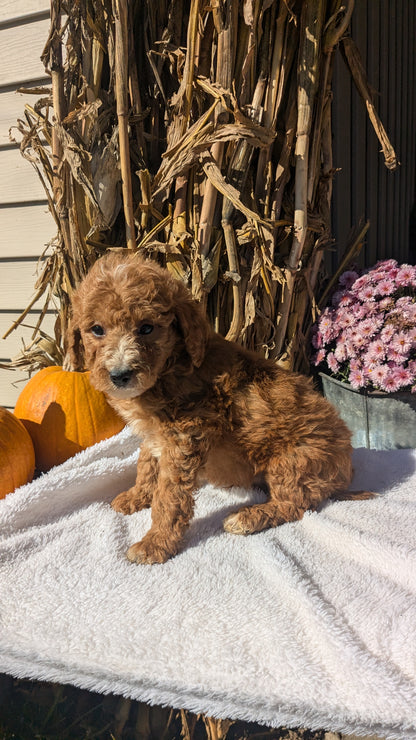 MINI POODLE (08/20) MALE