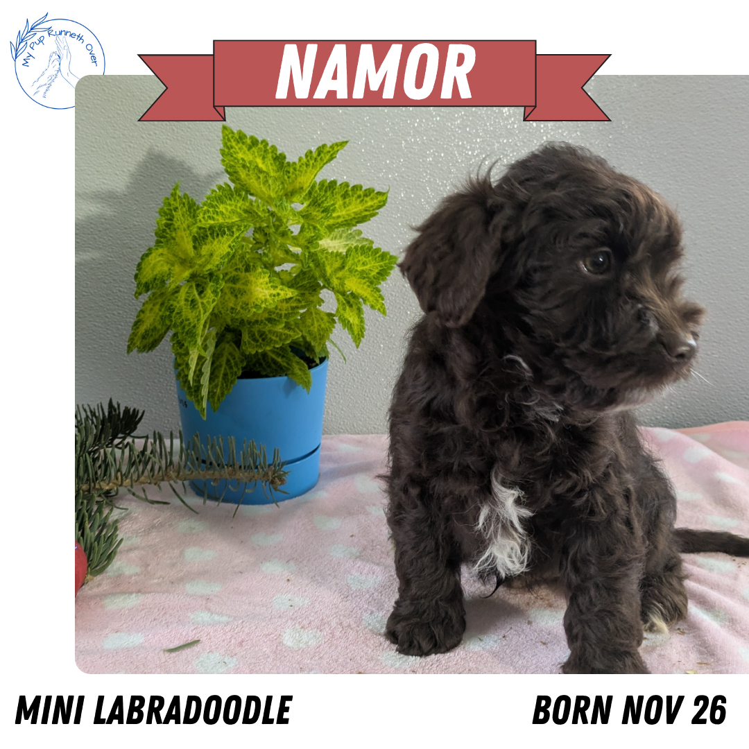 MINI LABRADOODLE (11/26) MALE