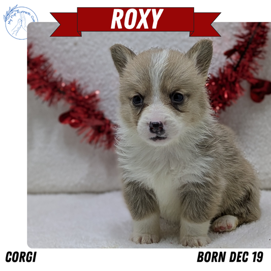 CORGI (12/19) FEMALE