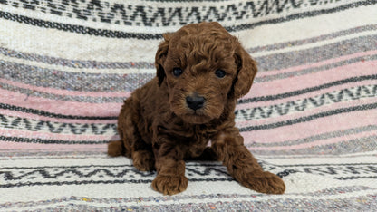 TOY POODLE (12/27) MALE