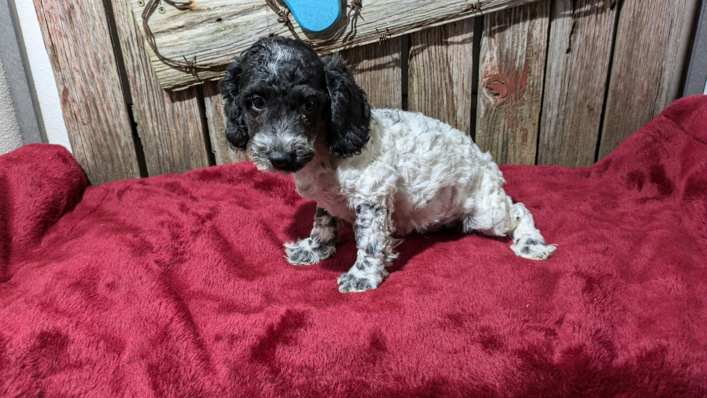 MINI POODLE (08/27) MALE