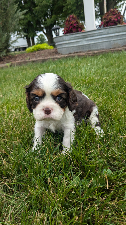 CAVALIER (05/17) MALE