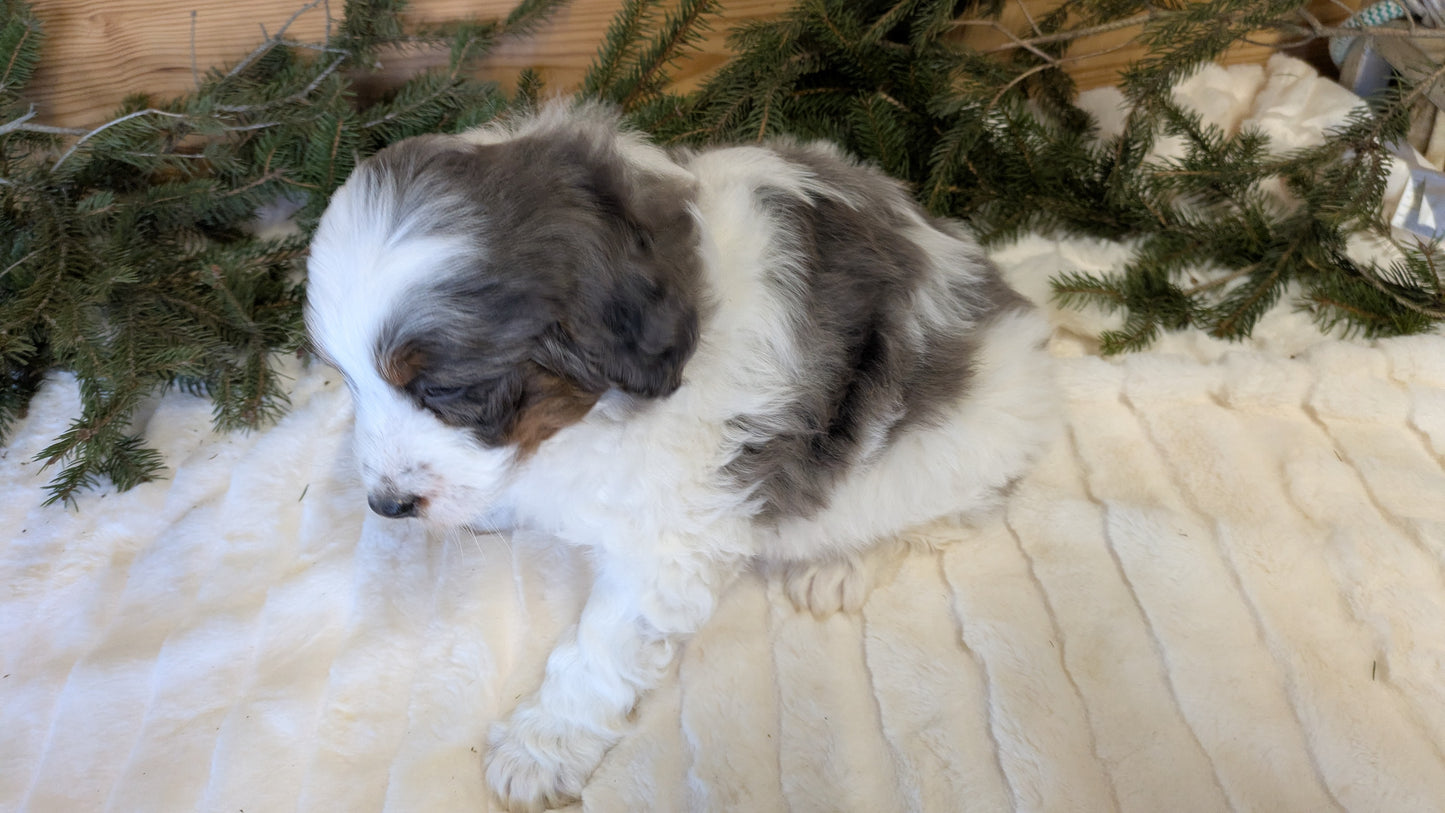 MINI BERNEDOODLE (11/28) MALE