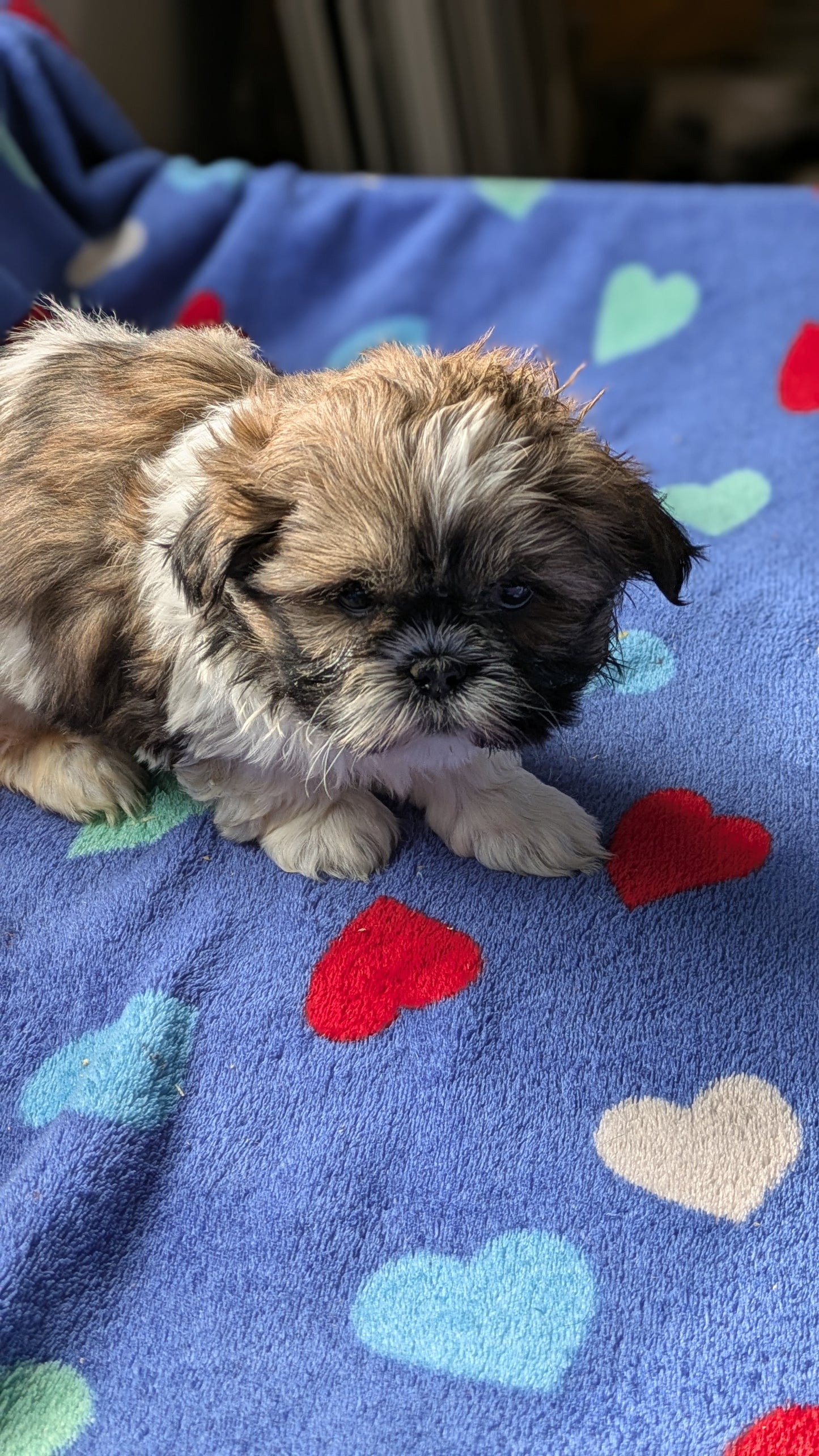 SHIH TZU (10/23) FEMALE