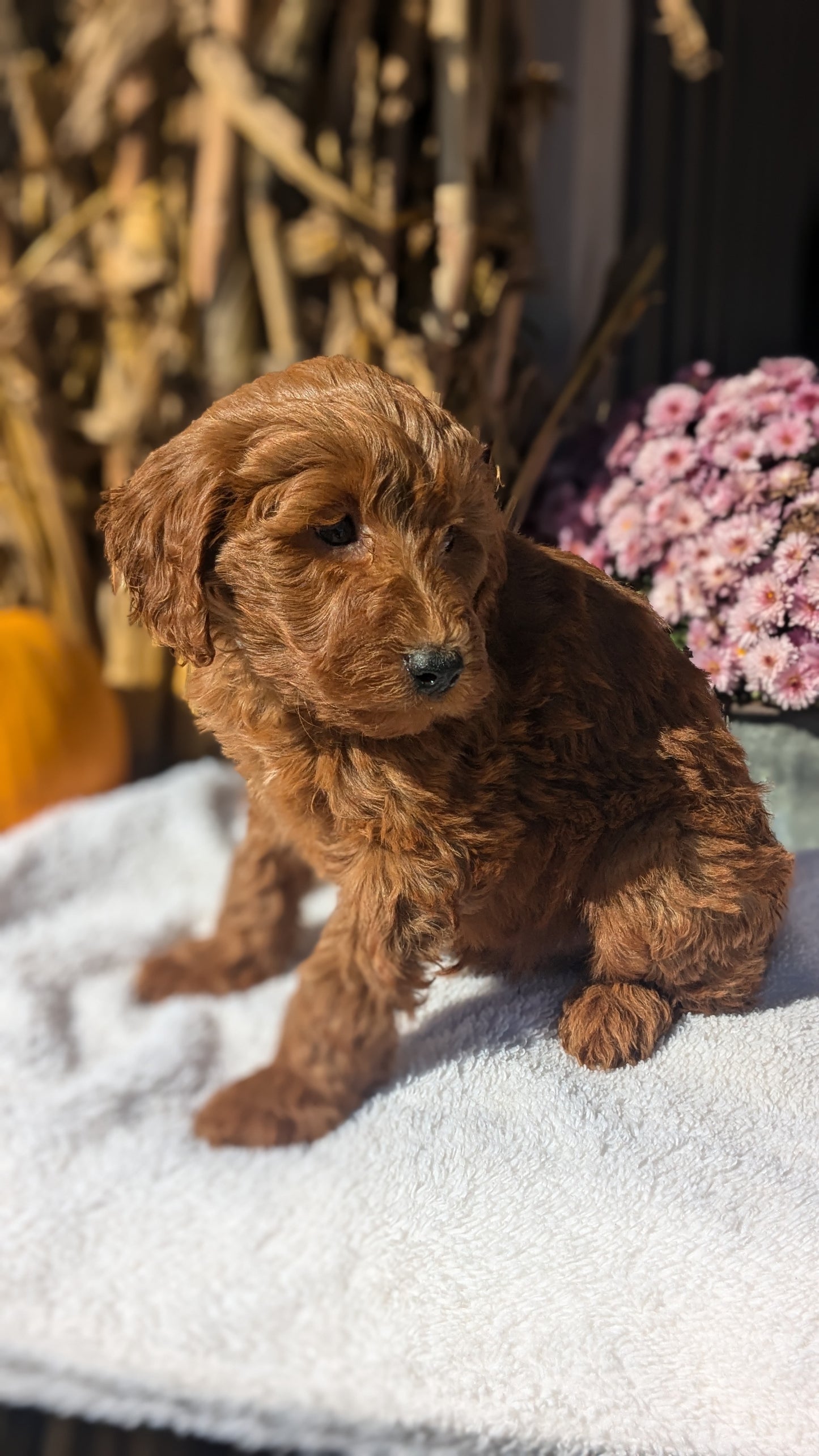 MINI POODLE (08/20) MALE