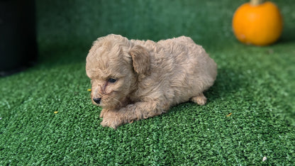 TOY POODLE (08/24) MALE