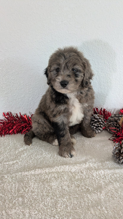 MINI BERNEDOODLE (10/14) MALE