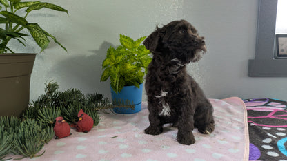 MINI LABRADOODLE (11/26) MALE