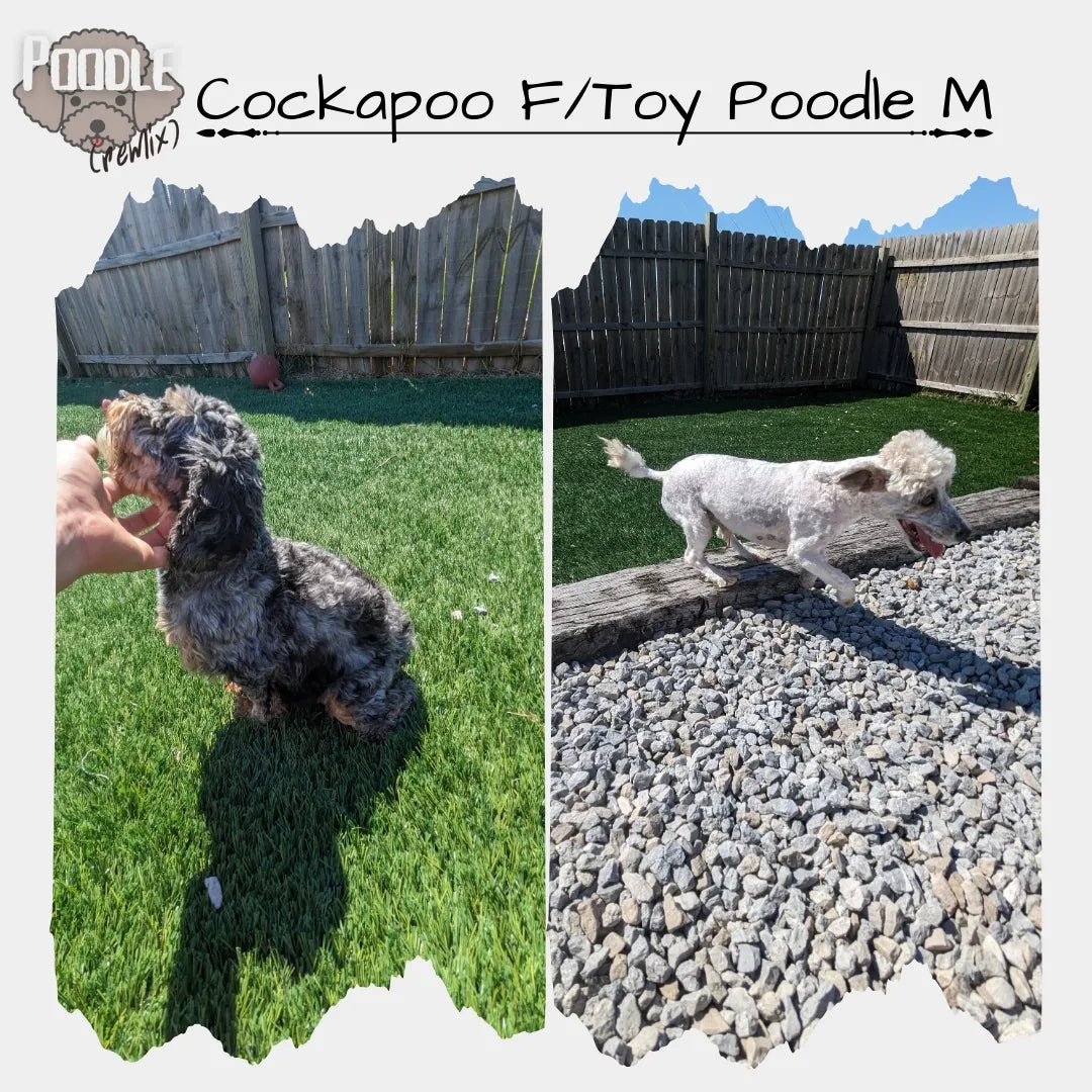 F1B COCKAPOO (03/12) FEMALE